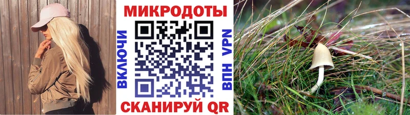 Галлюциногенные грибы Psilocybe Бодайбо